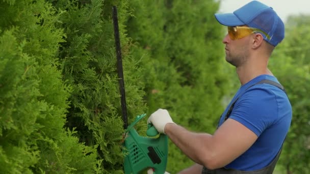 Een mannelijke tuinman draagt een veiligheidsbril knipt en vormt een thuja heg met een elektrische trimmer — Stockvideo