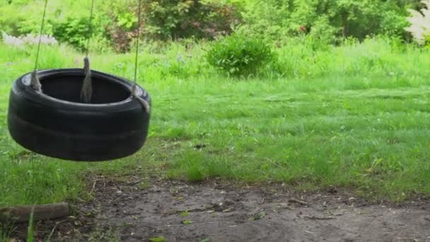 Prázdné osamělé děti pneumatiky houpačka na stromě — Stock video