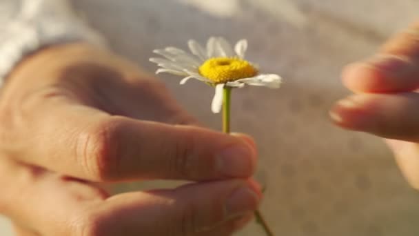 Uma jovem está adivinhando em uma flor, se ela ama ou não me ama, arrancando as pétalas de uma margarida. As mãos humanas arrancam uma pétala da cabeça de uma margarida — Vídeo de Stock