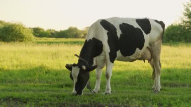 Bir inek çayırda otlar, güneşli bir yaz gününde çim çiğner.