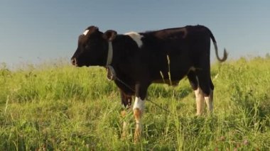 Genç bir buzağı mavi gökyüzünün altında çimenli bir çayırda otlar ve çimen yer.