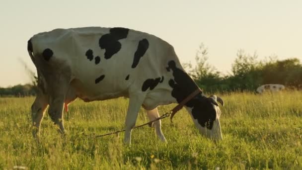 Una vaca roza en un prado, mastica hierba en un día soleado de verano — Vídeos de Stock