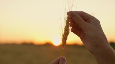 Kadınların elleri buğday tarlasında olgunlaşmış bir buğday kulağını yaz günbatımının arka planında tutar.