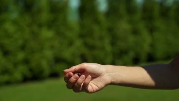 Una donna libera una farfalla dalle sue mani. La farfalla vola fuori nella natura — Video Stock