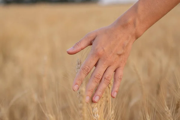 Close-up farmer touching his crop with hand in a golden wheat field. — Stock Photo, Image