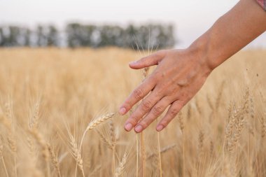 Close-up farmer touching his crop with hand in a golden wheat field. 