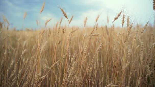 Ripe ears of wheat are swaying in the wind. The grain crop is ready for harvesting. — Stock videók