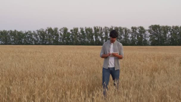 Boer loopt over het tarweveld met behulp van moderne technologieën in de landbouw. Man boer gebruikt een tablet op het gebied van biologische tarwe — Stockvideo
