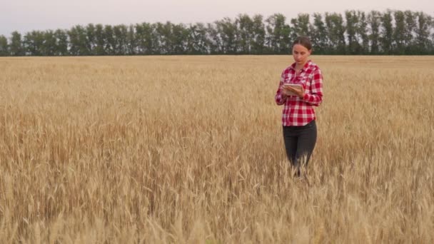 Женщина-фермер, работающая с планшетом на пшеничном поле, проверяет качество и рост сельскохозяйственных культур — стоковое видео