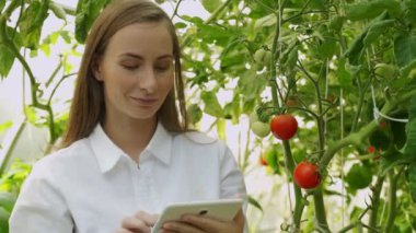 Serada güzel bir kadın çiftçinin portresi. Domateslerin büyümesini izlemek için tablet kullanıyor.
