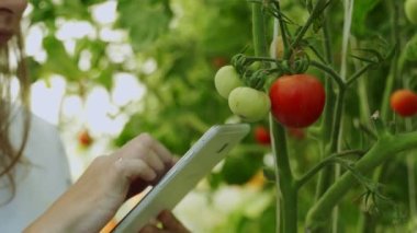 Seradaki dijital tabletli beyaz gömlekli kadın çiftçi, domateslerin büyümesini izliyor. Akıllı organik çiftlik.
