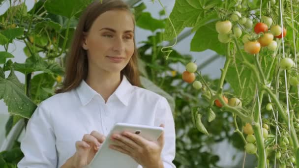 O agrônomo feminino realiza uma inspeção do cultivo de tomate em estufa e entra nos indicadores em um tablet. Uma mulher monitora o cumprimento da tecnologia de plantas agrícolas em crescimento. — Vídeo de Stock