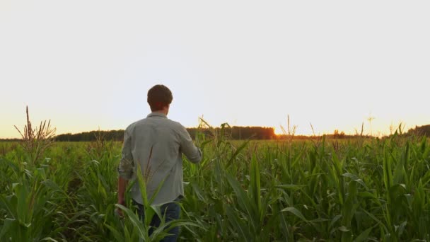 Agricoltore in un campo di grano alza le mani, la testa sollevata al cielo, godendo il suo successo — Video Stock