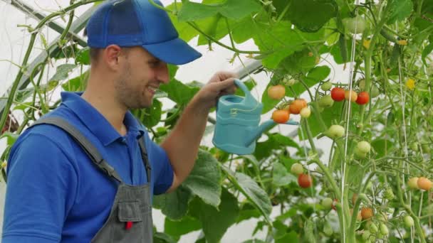 Чоловік поливає помідори у своїй теплиці, концепція садівництва — стокове відео