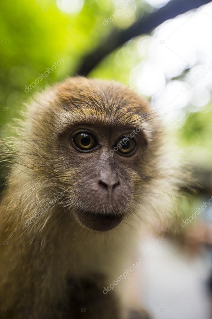 Big Eyed Monkey Monkey Face And Big Eyes Stock Photo C Gamehelo