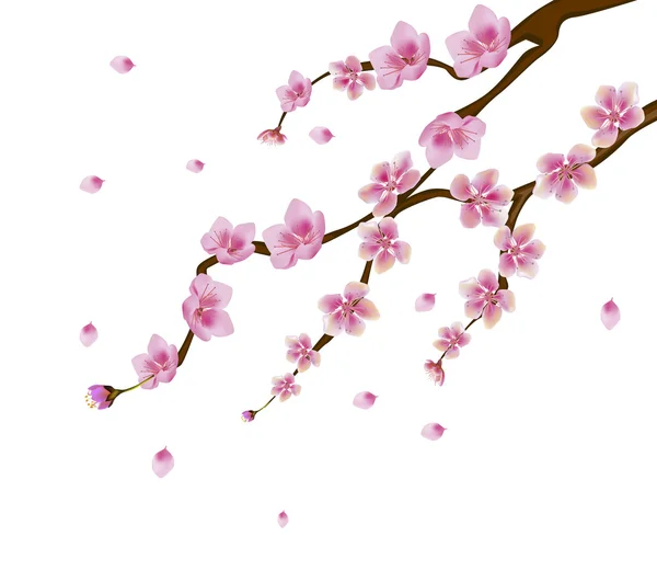 Sakura, vogel. Briefkaart . — Stockvector