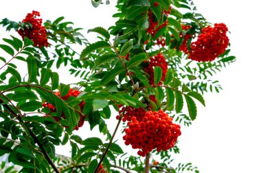       Yeşil yaprakların ve mavi gökyüzünün arka planında dağ yaban mersinleri     