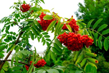       Yeşil yaprakların ve mavi gökyüzünün arka planında dağ yaban mersinleri     