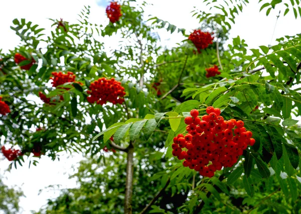 Mountain Ash Berries Background Green Leaves Blue Sky — Stock Photo, Image