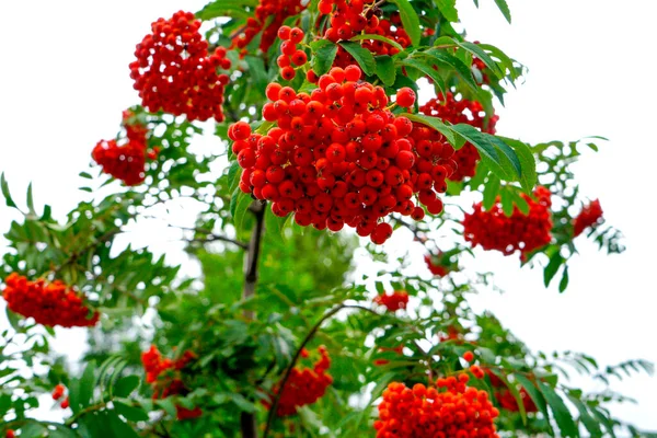 Mountain Ash Berries Background Green Leaves Blue Sky — Stock Photo, Image