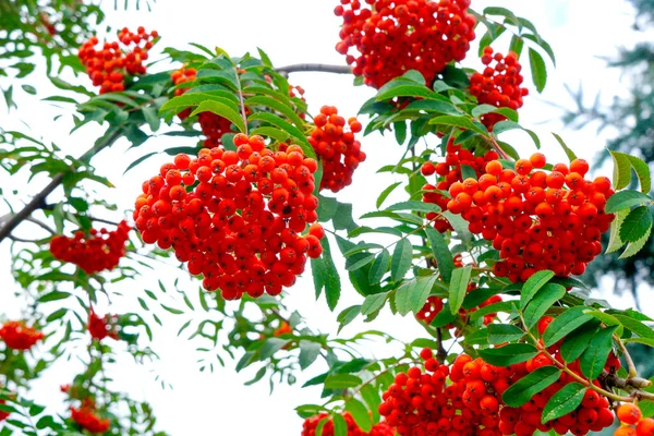 Mountain Ash Berries Background Green Leaves Blue Sky — Stock Photo, Image