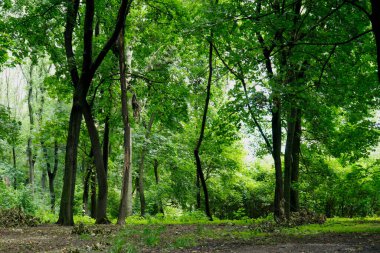    Yazın çam ve yaprak döken ağaçlar. Ormandaki yol..                