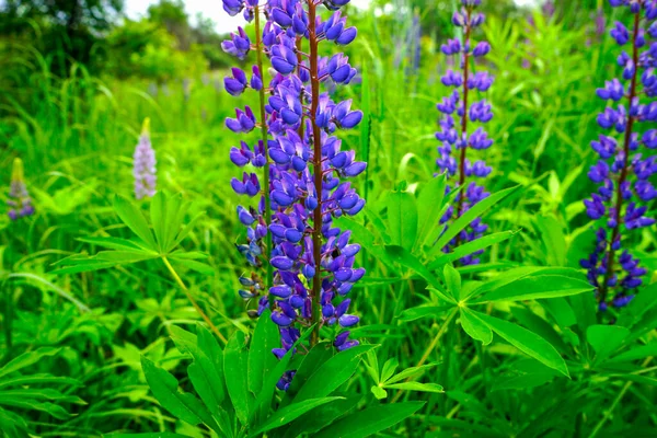 Massor Lila Lupin Blommor Sommardag Mot Bakgrund Gröna Blad — Stockfoto