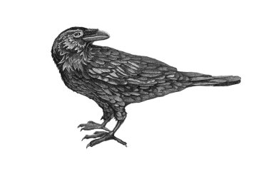 Raven.Birds.Black.