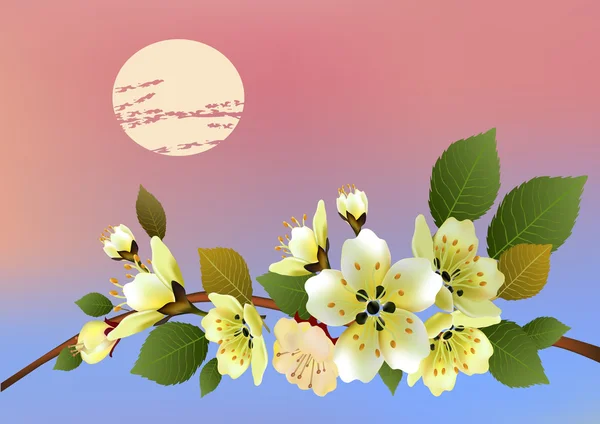 Sera in giardino fioritura ciliegio. Sakura — Vettoriale Stock