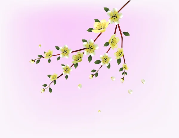 Sakura. 'S avonds in de tuin bloeiende kersen — Stockvector
