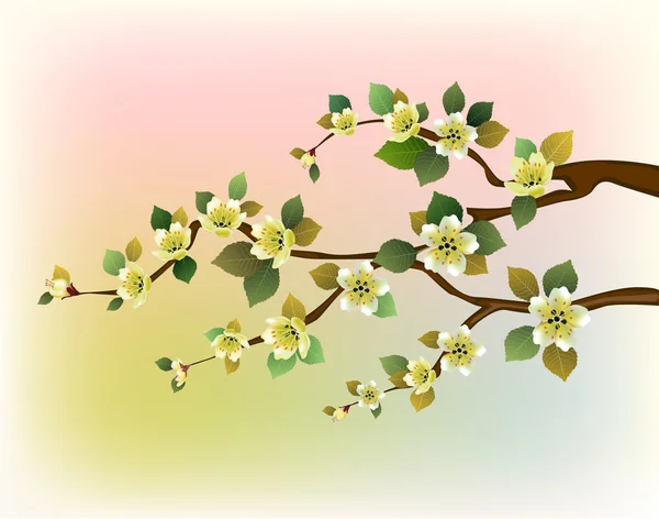 Sakura. Cérémonie du thé.Menu — Image vectorielle