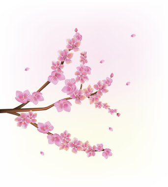 Sakura. Bahçe çiçek açan kiraz akşamları