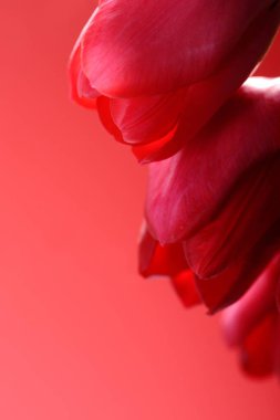 Lale buketi. Yumuşak odaklanma. Kırmızı-beyaz lale çiçekleri kırmızı bulanık arka planda. Çiçek buketi