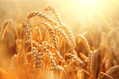 Altın buğday closeup kulakları.