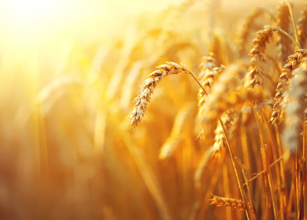 Campo de trigo. Orejas de trigo dorado — Foto de Stock