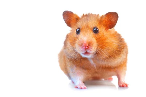 Funny Hamster over white Stock Photo by ©Subbotina 10746692