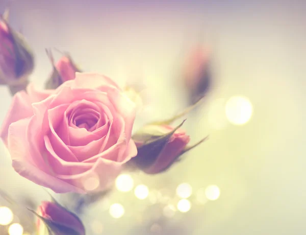 Prachtige roze rozen. — Stockfoto