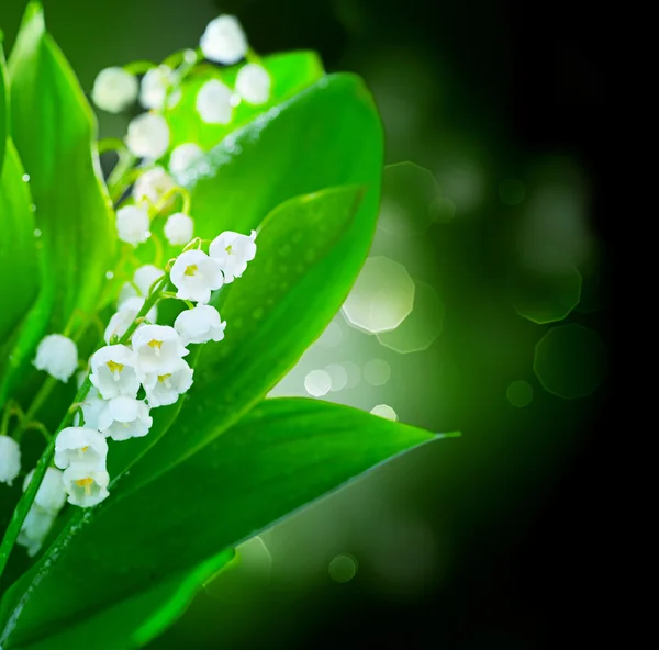 Lily-of-the-valley flowers border — Stock Photo, Image