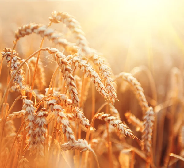 麦畑。黄金の小麦の耳 ストック画像