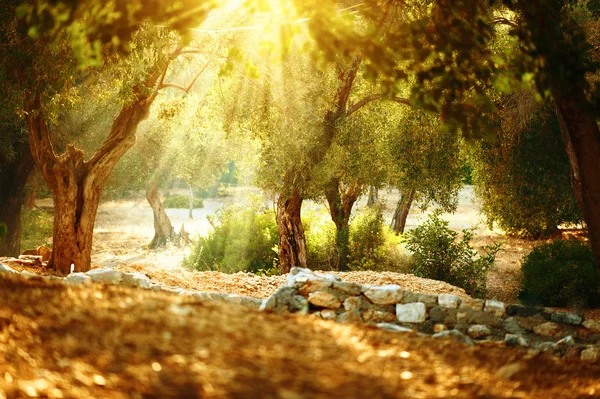 Фруктовий сад Середземномор'я оливкова — стокове фото