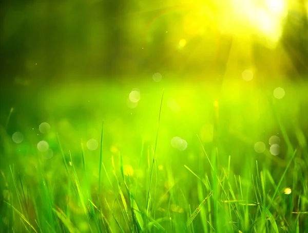 Natuur wazig achtergrond. — Stockfoto