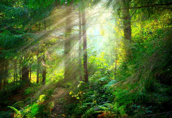 Schöne Szene neblig alten Wald — Stockfoto