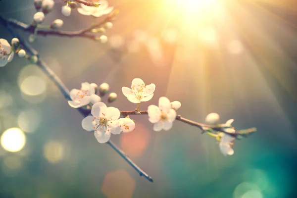 Scena della natura con albero in fiore — Foto Stock