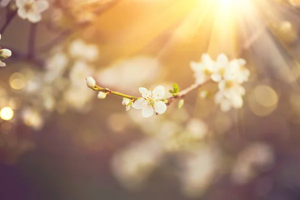 咲く木と自然のシーン — ストック写真
