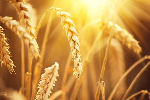 Campo de trigo. Orejas de trigo dorado — Foto de Stock