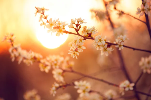 Sfondo fiore di primavera. — Foto Stock