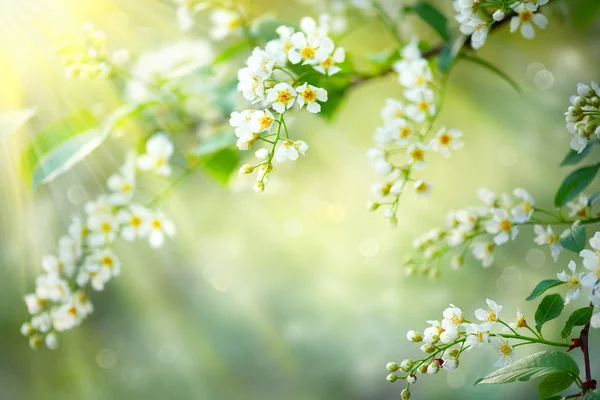 Våren blossom natur bakgrund. — Stockfoto