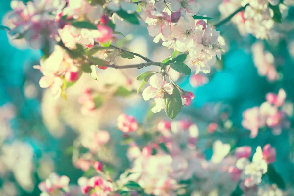 Primavera flor natureza fundo . — Fotografia de Stock