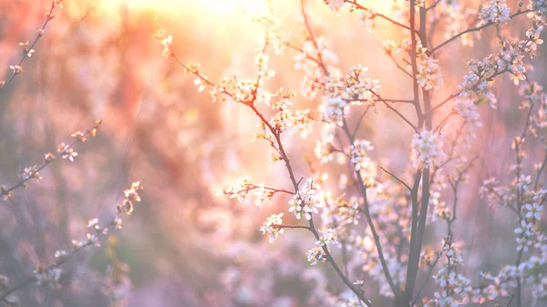 春の花の背景. — ストック写真