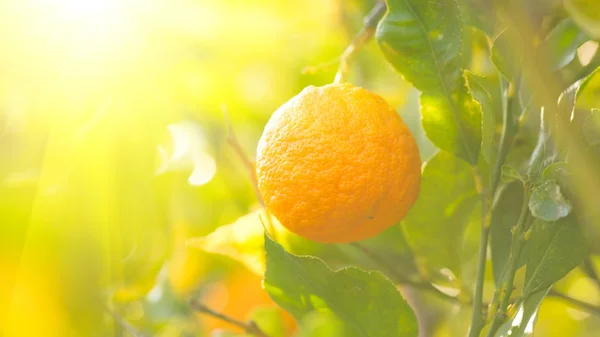 Naranja colgando de un árbol Imagen de stock
